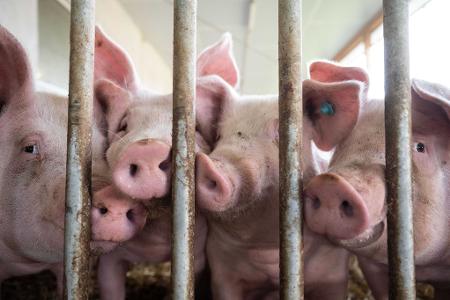 Nach Auftreten der Maul- und Klauenseuche verhängten verschiedene Länder außerhalb der EU Einfuhrbeschränkungen für Tiere und Tiererzeugnisse aus Deutschland. (Symbolbild) Nach Auftreten der Maul- und Klauenseuche verhängten verschiedene Länder außerhalb der EU Einfuhrbeschränkungen für Tiere und Tiererzeugnisse aus Deutschland. (Symbolbild)