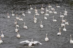 Hamburger Schwäne sind zurück auf der Alster