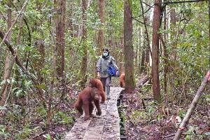 Orang-Utans im Bus: Waldschule auf Borneo zieht um