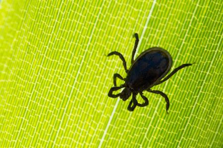 Anders als bei Borreliose gibt es bei FSME die Möglichkeit, sich durch eine Impfung zu schützen. Anders als bei Borreliose gibt es bei FSME die Möglichkeit, sich durch eine Impfung zu schützen.