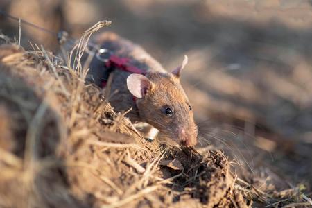 Ratten sind hervorragende Schnüffler.