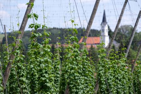 Deutschland wird wohl trotz der aktuellen Rodungen größter Hopfenanbauer bleiben. (Archivbild)
