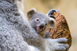 Koala-Baby im Duisburger Zoo heißt Yoorana