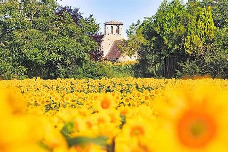 Die Dordogne, Périgord, gelbe Blumen Felder, Bäume