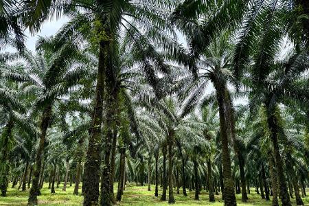 In Indonesien werden riesige Waldgebiete wegen des weltweiten Palmöl-Booms abgeholzt.