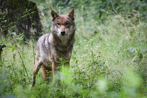 Waldbesitzer und Jäger für Aufnahme des Wolfs ins Jagdrecht