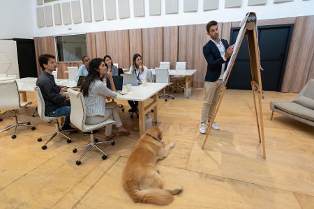 Hund liegt in einem Meeting neben dem Tisch, während eine Präsentation stattfindet