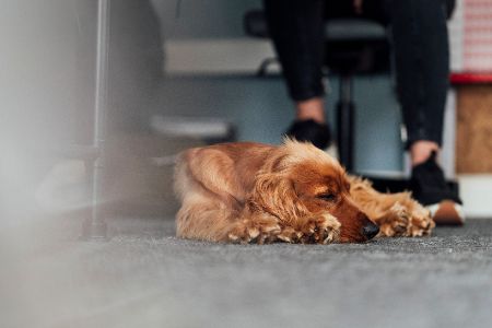 Hund schläft unter Schreibtisch im Büro