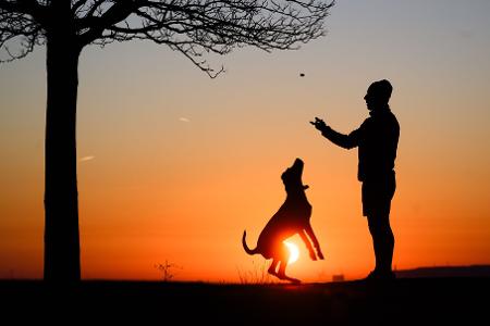 Rund 10,5 Millionen Hunde lebten 2024 in deutschen Haushalten. (Archivbild)
