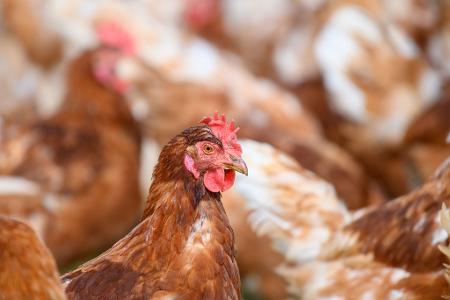 Wegen der Vogelgrippe mussten zuletzt zahlreiche Legehennen getötet werden. (Archivbild)
