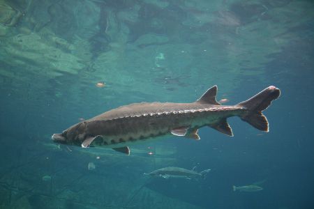 Stör im Wasser