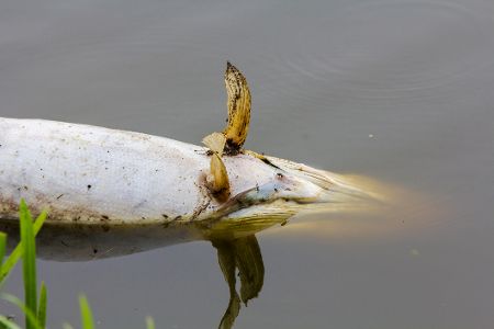 Toter Hecht schwimmt kopfüber im Wasser