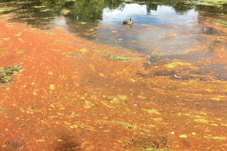 Ente schwimmt in einem Fluss voller gelb-grüner Algen