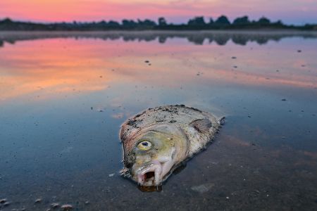Toter Fisch schwimmt bei Sonnenuntergang in einem Fluss Toter Fisch schwimmt bei Sonnenuntergang in einem Fluss