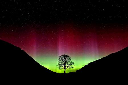 Der ikonische Baum war im September 2023 gefällt worden. (Archivbild)