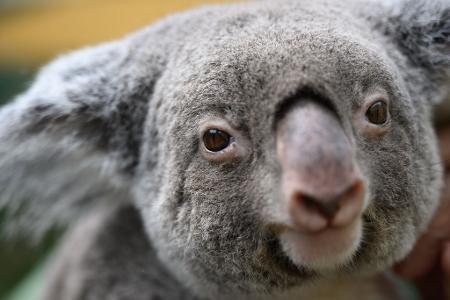 Koalas gehören zu den ikonischsten Tieren Australiens. (Archivbild) Koalas gehören zu den ikonischsten Tieren Australiens. (Archivbild)
