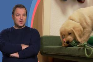 "Bitte nicht da kaufen!" Martin Rütter warnt eindringlich vor Welpenhandel im Netz
