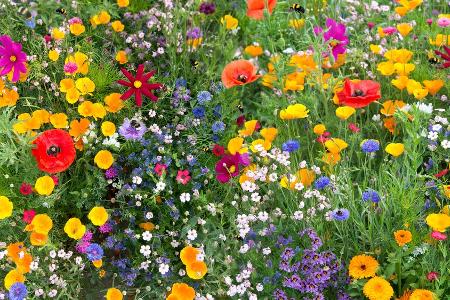 Für mehr Biodiversität: So legt man eine Wildblumenwiese an Für mehr Biodiversität: So legt man eine Wildblumenwiese an