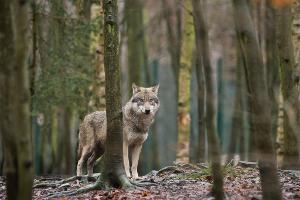 Das EU-Parlament entscheidet, den Wolf-Schutzstatus zu reduzieren. (Archivbild)