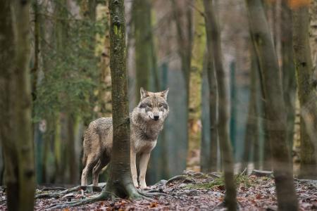 Das EU-Parlament entscheidet, den Wolf-Schutzstatus zu reduzieren. (Archivbild)