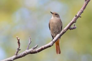 "Stunde der Gartenvögel" startet: NABU ruft zum Vögelzählen auf