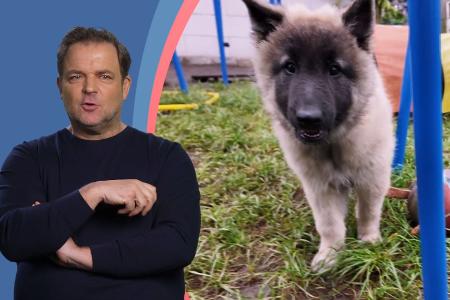 Die Welpen kommen - Mit Martin Rütter