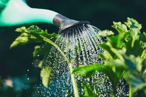 Wasser sparen im Garten