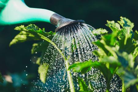 Wasser sparen im Garten Wasser sparen im Garten