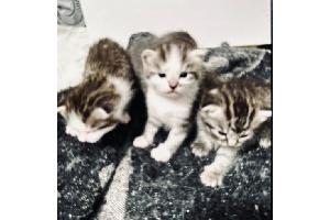 Fürth: Wohnungseinbruch/Fünf Katzenbabys erbeutet - Polizei sucht Zeugen