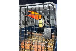 Geschützte Tierarten bei Verkehrskontrolle auf der Autobahn (A) 2 entdeckt