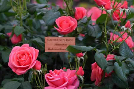 Benannt nach Prinzessin Kate: 