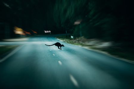 Känguru überquert nachts eine Straße