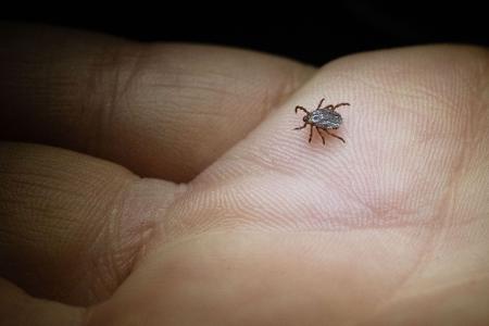 Zecken suchen am Körper nach geschützten Stellen, um zuzustechen. So fühlen sie sich unter den Achseln oder hinter dem Ohr wohl. 