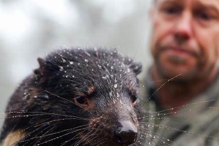 Auch viele Tiere waren betroffen, darunter bedrohte Tasmanische Teufel.