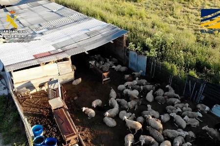 Auf dem von der spanischen Guardia Civil zur Verfügung gestellten Bild ist ein Schlachthof zu sehen, der Fleisch von zum Teil stark unterernährten und kranken Schafen und Ziegen illegal vertrieben haben soll.