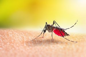 Kampf gegen Malaria nimmt Fahrt auf