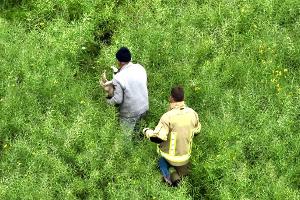 Geschwächter Hund mit Drohne in Rapsfeld geortet und gerettet