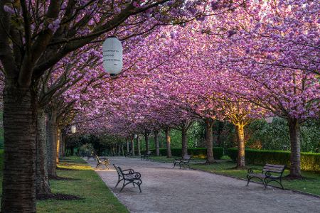 Kirschblüte im Rombergpark in Dortmund