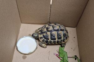Fund einer Griechischen Landschildkröte