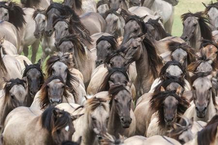 Wildpferde im Münsterland bei Dülmen - einmal im Jahr werden die Junghengste gefangen.