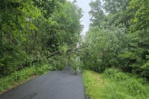 Der Baum, welcher am Mittwoch in Spaden, eine Straße blockierte.

Foto: Ortsfeuerwehr Spaden