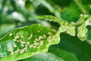 Dieser Gartenfehler begünstigt Blattläuse an Ihren Pflanzen
