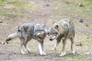 EU-Länder geben final grünes Licht für mehr Wolf-Abschüsse