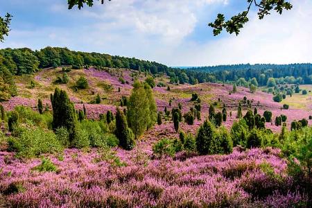 Lüneburger Heide 