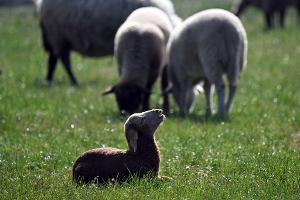 Sylt jagt einen Goldschakal - erster Abschuss in Deutschland