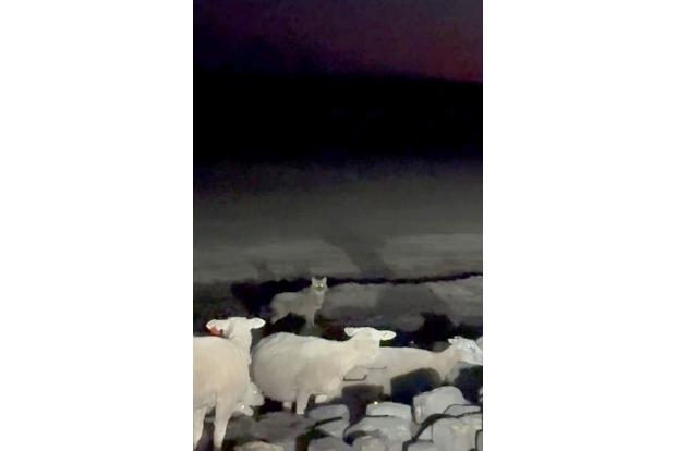 Eine Wildtierkamera hat den Goldschakal auf Sylt aufgenommen. (Archivbild)