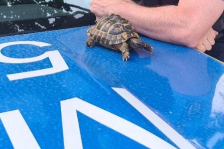Landschildkröte auf Streifenwagen Landschildkröte auf Streifenwagen