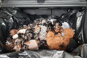 Bundespolizei Waidhaus rettet 20 Hundewelpen aus Kofferraum