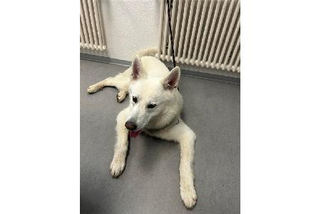 Freilaufender Hund Freilaufender Hund