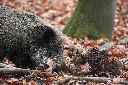 Ein Jäger hat in NRW ein totes Wildschwein gefunden, bei dem der Verdacht auf die Afrikanische Schweinepest (ASP) bestätigt wurde. (Archivbild) Ein Jäger hat in NRW ein totes Wildschwein gefunden, bei dem der Verdacht auf die Afrikanische Schweinepest (ASP) bestätigt wurde. (Archivbild)